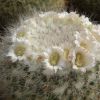 Vai alla scheda di Mammillaria hahniana - fiore bianco