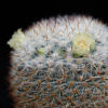 Vai alla scheda di Mammillaria halbingeri