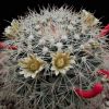 Vai alla scheda di Mammillaria heyderi v. bullingtoniana