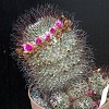 Vai alla scheda di Mammillaria huitzilopochtli v. niduliformis
