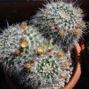 Vai alla scheda di Mammillaria karwinskiana