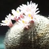 Vai alla scheda di Mammillaria lenta