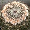 Vai alla scheda di Mammillaria lloydii