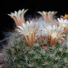 Vai alla scheda di Mammillaria longicoma