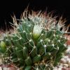 Vai alla scheda di Mammillaria longithele