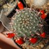 Vai alla scheda di Mammillaria microcarpa v. texensis