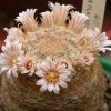 Vai alla scheda di Mammillaria neobertrandiana