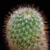 Vai alla scheda di Mammillaria neocoronaria