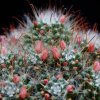 Vai alla scheda di Mammillaria painteri