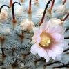 Vai alla scheda di Mammillaria perezdelarosae