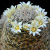 Vai alla scheda di Mammillaria picta ssp. viereckii