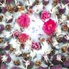 Vai alla scheda di Mammillaria priessnitzii