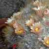 Vai alla scheda di Mammillaria prolifera ssp. arachnoidea