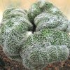 Vai alla scheda di Mammillaria pseudoperbella f. cristata