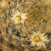 Vai alla scheda di Mammillaria pseudoschiedeana