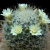 Vai alla scheda di Mammillaria puberula