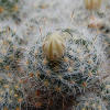 Vai alla scheda di Mammillaria rayonensis