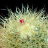 Vai alla scheda di Mammillaria rhodantha ssp. pringlei