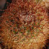 Vai alla scheda di Mammillaria rhodantha v. sulphurea