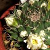 Vai alla scheda di Mammillaria roseoalba