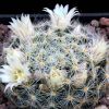 Vai alla scheda di Mammillaria schiedeana v. dumetorum