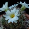 Vai alla scheda di Mammillaria schumannii - fiore bianco