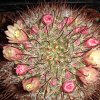 Vai alla scheda di Mammillaria seideliana