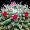 Vai alla scheda di Mammillaria seitziana