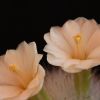 Vai alla scheda di Mammillaria senilis 'fiore bianco'