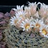 Vai alla scheda di Mammillaria sinistrohamata