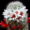 Vai alla scheda di Mammillaria slevinii