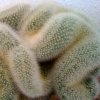 Vai alla scheda di Mammillaria spinosissima f. cristata