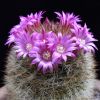 Vai alla scheda di Mammillaria spinosissima ssp. tepoxtlana