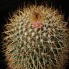 Vai alla scheda di Mammillaria tetracantha v. galeottii
