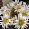 Vai alla scheda di Mammillaria unihamata