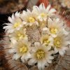 Vai alla scheda di Mammillaria viescensis