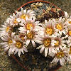 Vai alla scheda di Mammillaria weingartiana