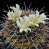 Vai alla scheda di Mammillaria winterae