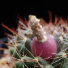 Vai alla scheda di Mammillaria wrightii f. wolfii