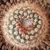 Vai alla scheda di Notocactus floricomus