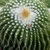 Vai alla scheda di Notocactus leninghausii f. inermis