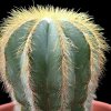 Vai alla scheda di Notocactus magnificus