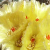 Vai alla scheda di Notocactus sellowii