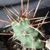Vai alla scheda di Opuntia fragilis v. oplocarpa