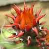 Vai alla scheda di Opuntia marnieriana