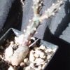 Vai alla scheda di Opuntia nigrispina