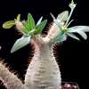 Vai alla scheda di Pachypodium rosulatum v. gracilius