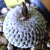 Vai alla scheda di Pelecyphora pseudopectinata