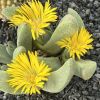 Vai alla scheda di Pleiospilos compactus