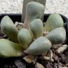 Vai alla scheda di Psammophora nissenii